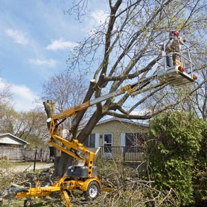Tree Pruning & Removal